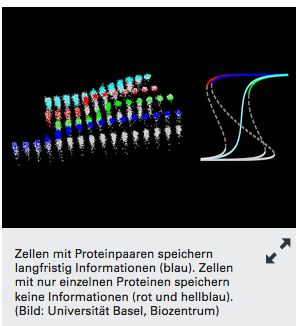 Proteinpaare